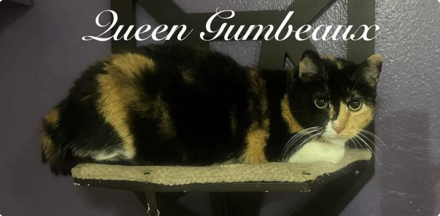 Queen Gumbeaux, a calico cat, resting on a cat tree